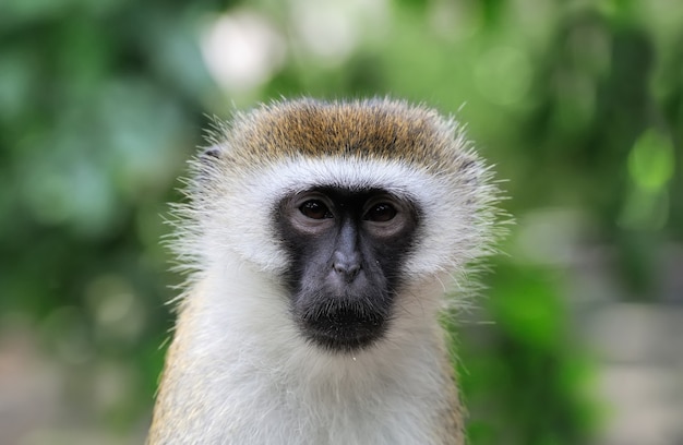 Foto macaco vervet, parque nacional do quênia