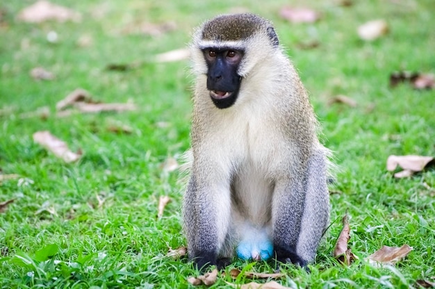 Foto macaco vervet. parque nacional murchison falls. uganda, áfrica