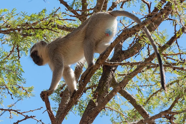Foto macaco vervet (pygerythrus chlorocebus) kruger, república da áfrica do sul