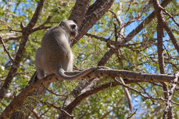Macaco Vervet (Pygerythrus Chlorocebus) Kruger, República da África do Sul