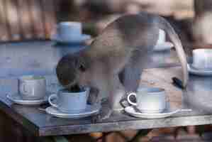 Foto macaco vervetparque nacional krugeráfrica do sul