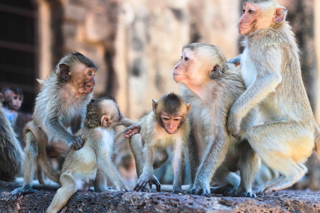 Foto macaco vivendo na natureza.