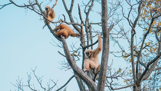 Foto macaco