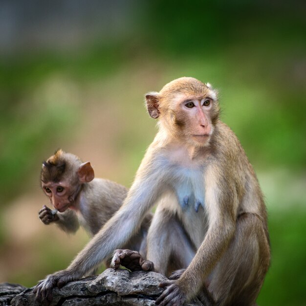 Macacos engraçados imagem de stock. Imagem de real, tailândia - 66221993