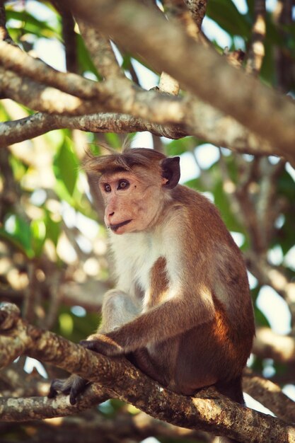 Macaco Albino Imagens – Download Grátis no Freepik