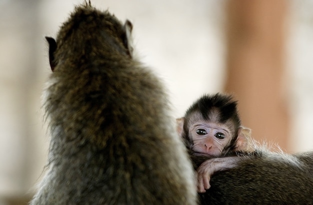 Foto macaco