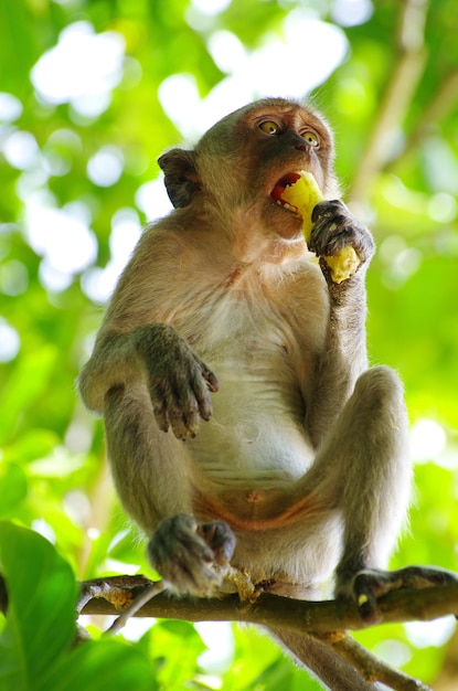 Macaco