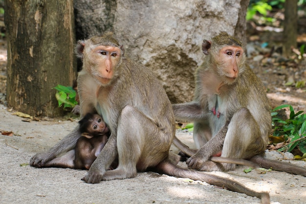 Macacos adoráveis, macaco engraçado