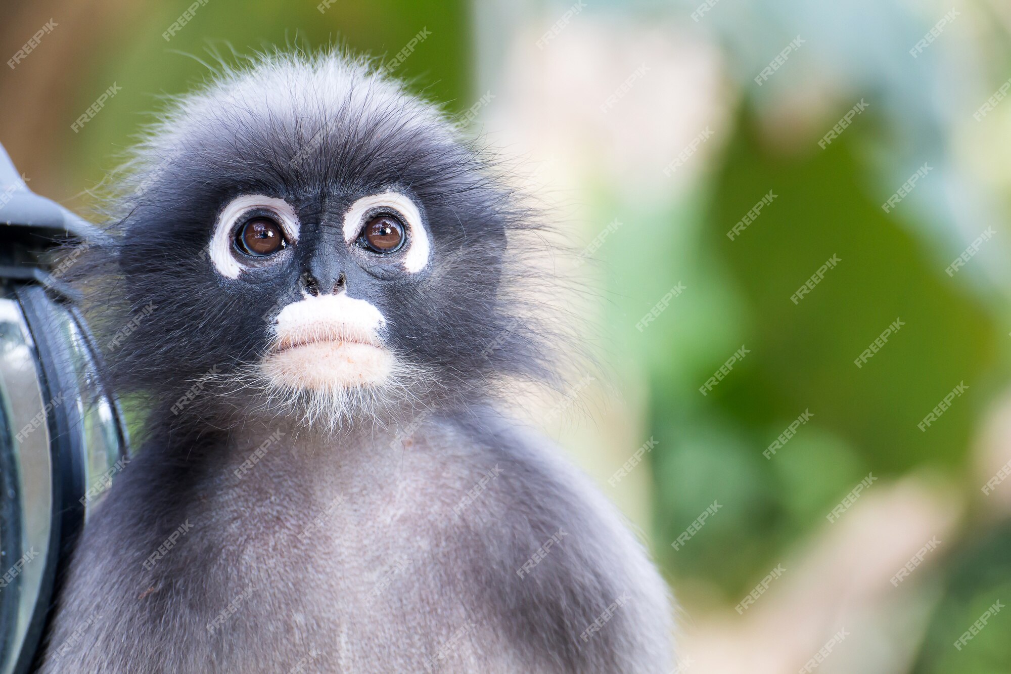 Macacos fofos um macaco fofo vive em uma floresta natural