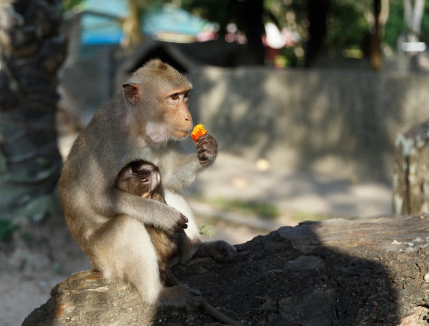 Macacos adultos senta e comendo comida com bebê macaco no parque.