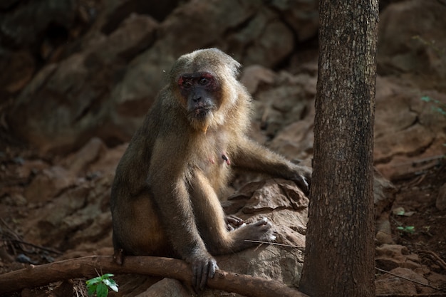 Macacos atados coto descansando sobre a rocha na floresta, Tailândia