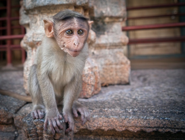 Macacos bandidos em um templo indiano