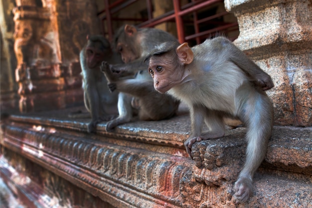 Macacos bandidos em um templo indiano