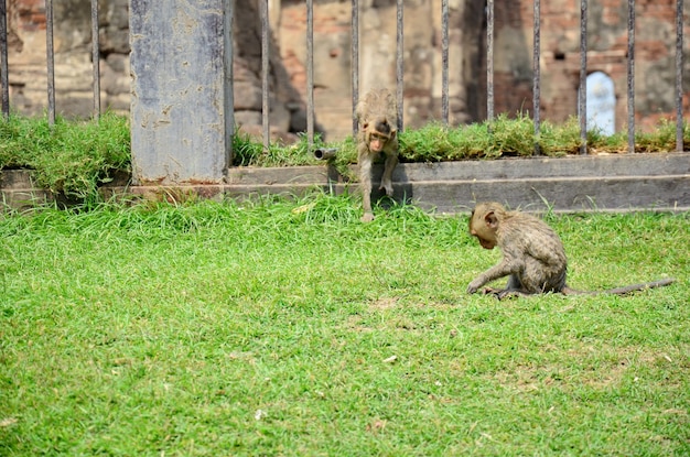 Macacos brincando no Phra Prang Samyod