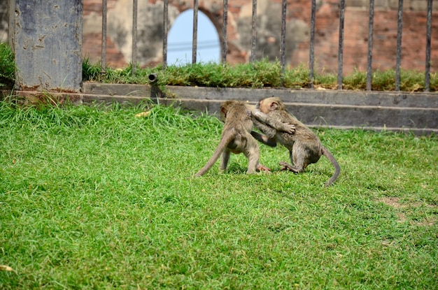 Macacos brincando no Phra Prang Samyod