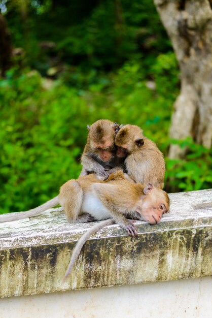 Macacos (caranguejo comendo macaque) cuidando um do outro.