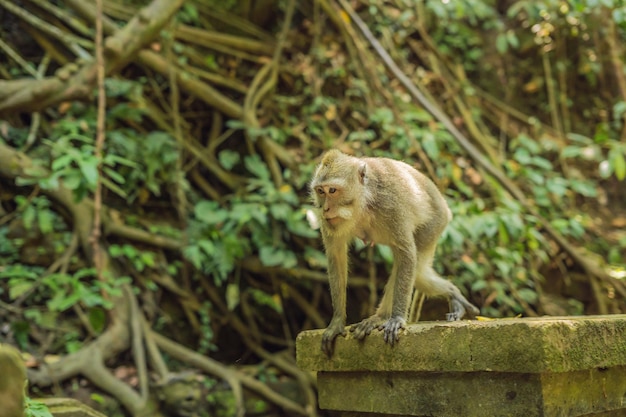 Macacos de cola larga Macaca fascicularis en el Bosque Sagrado de los Monos, Ubud, Indonesia.
