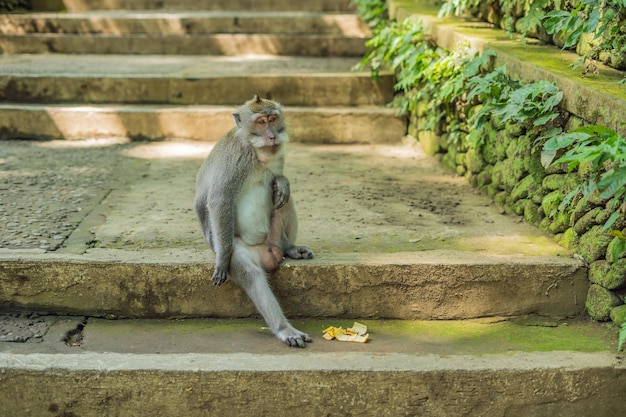 Macacos de cola larga Macaca fascicularis en el Bosque Sagrado de los Monos, Ubud, Indonesia.