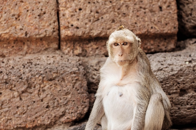 macacos com fundo de arquitetura.