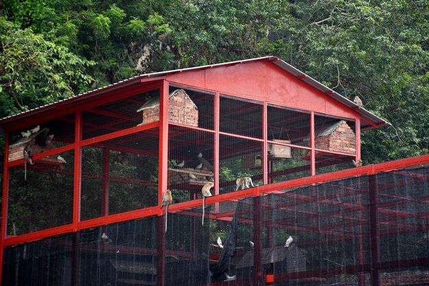 Foto macacos comedores de caranguejos macaca fascicularis em cavernas em uma vila ao lado das cavernas batu na malásia