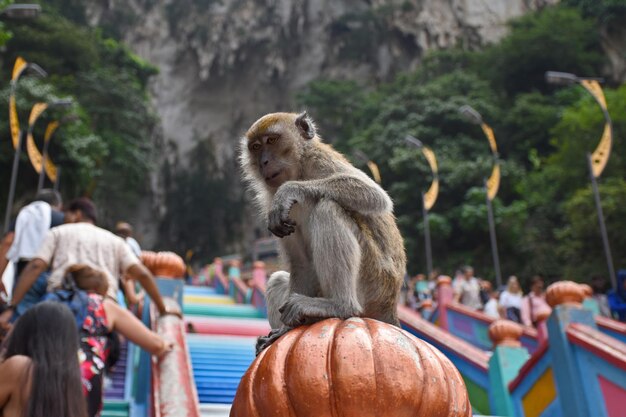 Foto macacos comedores de caranguejos macaca fascicularis em cavernas em uma vila ao lado das cavernas batu na malásia