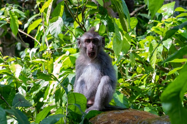 Macacos Crabeating Macaca fascicularis lat na Monkey Forest em Ubud Bali Indonésia