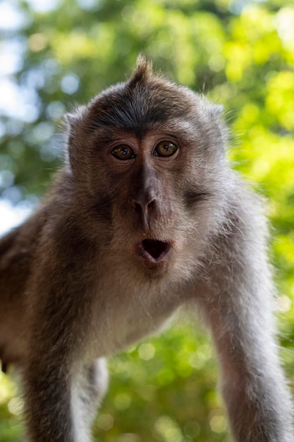 Macacos crabeating macaca fascicularis lat na monkey forest em ubud bali indonésia