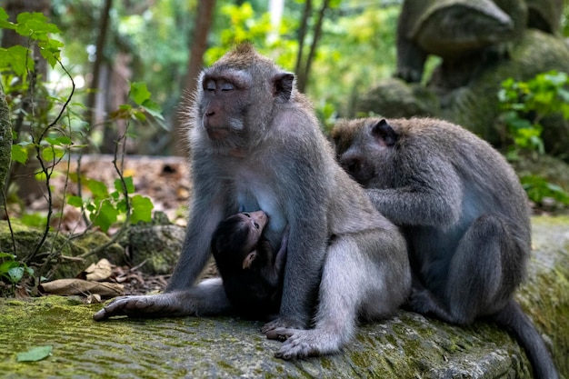 Macacos Crabeating Macaca fascicularis lat na Monkey Forest em Ubud Bali Indonésia