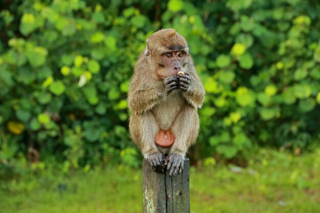 Macacos da selva sentam-se e comem na ilha de Kembang Banjarmasin Indonésia Ilha de Bornéu