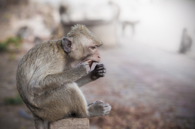 Macacos de alimentação.