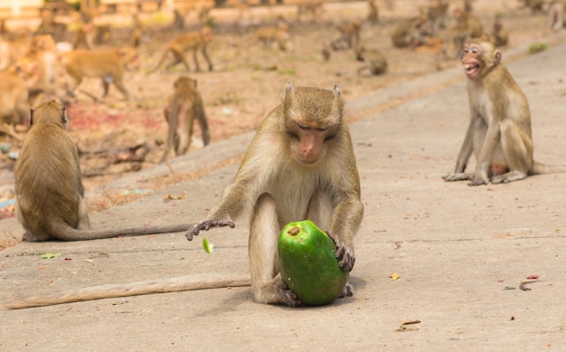 Macacos de alimentação.