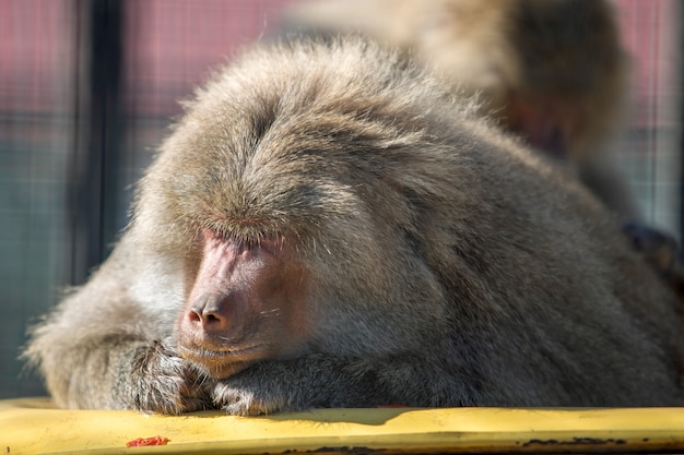 Macacos de babuíno em um zoológico em dia ensolarado.