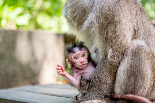 Macacos de cauda longa de bali com seu filho