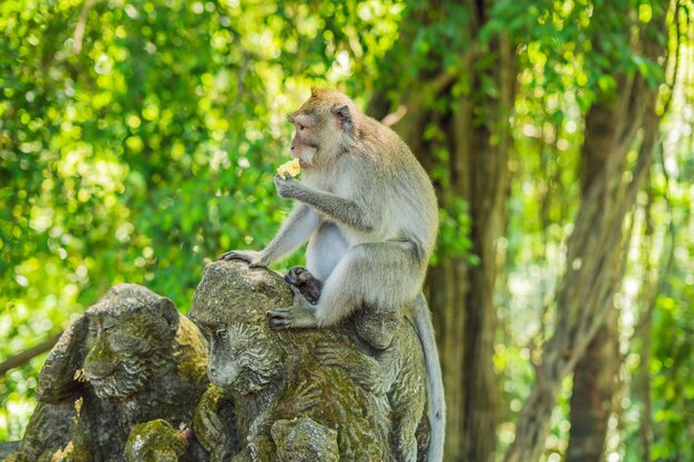 Macacos de cauda longa Macaca fascicularis em Sacred Monkey Forest, Ubud, Indonésia