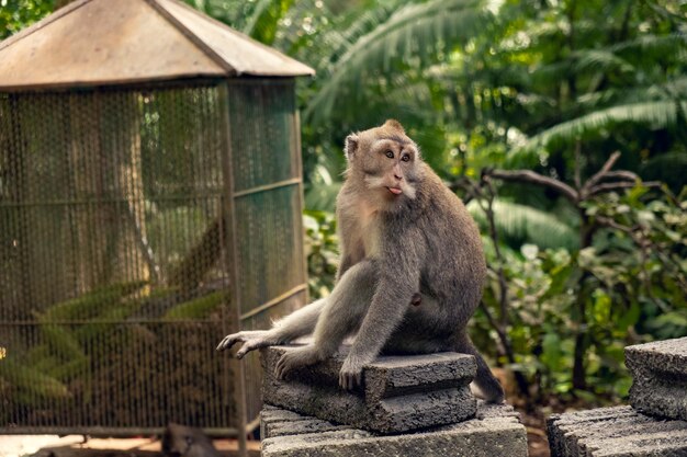 macacos fofos vivem nos templos da tailândia. 15935604 Foto de