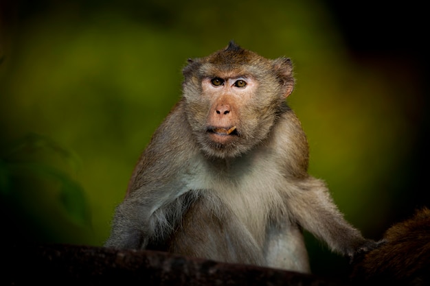 Macacos do Sudeste Asiático filmados no Camboja