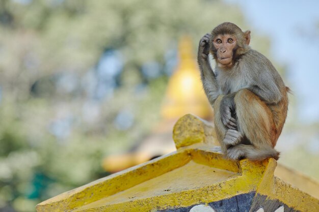 Macacos do vírus Monkeypox na natureza espalham o vírus