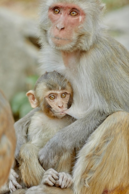 Macacos do vírus Monkeypox na natureza espalham o vírus