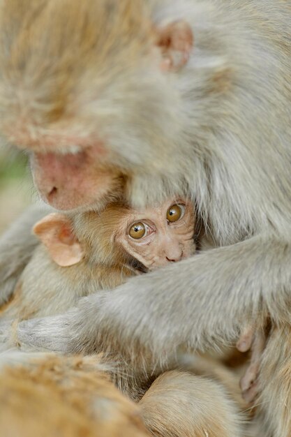 Macacos do vírus Monkeypox na natureza espalham o vírus