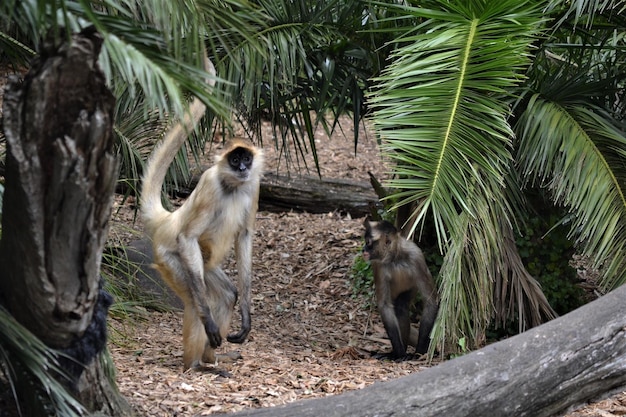 Macacos em terra na floresta