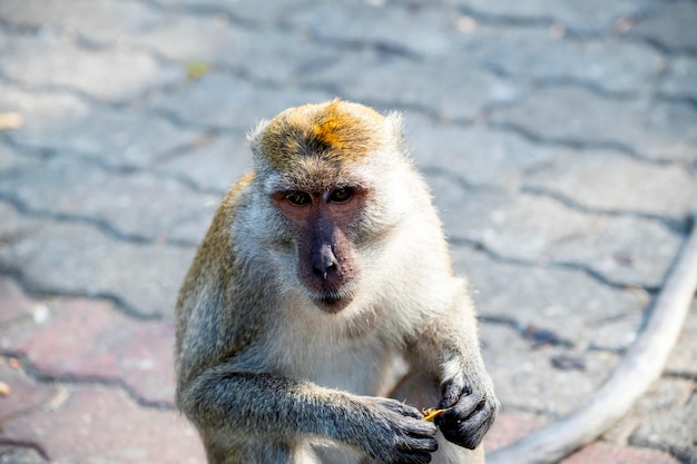 Macacos esperando para receber comida