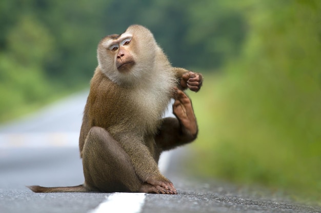 Foto de Macacos Fofos e mais fotos de stock de Animal - Animal, Animal  selvagem, Exterior - iStock