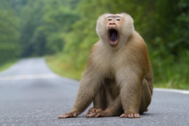 Foto macacos fofos um macaco fofo vive em uma floresta natural