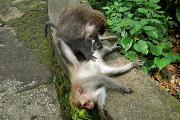 Macacos indonésios de cauda longa ou macaco balinês em Mandala Suci Wenara Wana ou Santuário da Floresta de Macacos Sagrados de Ubud na cidade de Ubud em Bali Indonésia