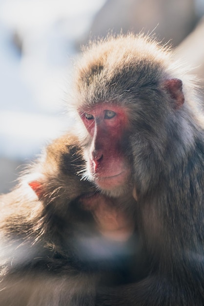 Macacos japoneses abrazándose mientras están sentados al aire libre