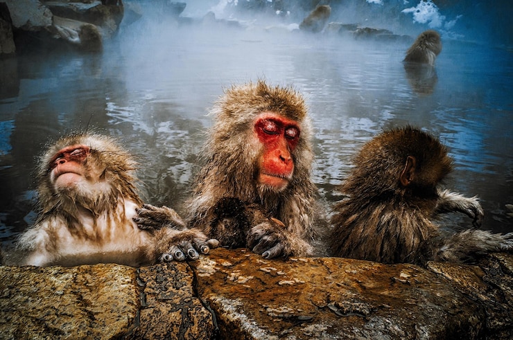 Foto macacos japoneses en aguas termales