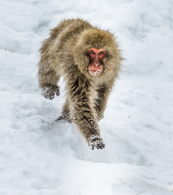 Los macacos japoneses corren por la nieve. Japón. Nagano. Parque de los monos Jigokudani.