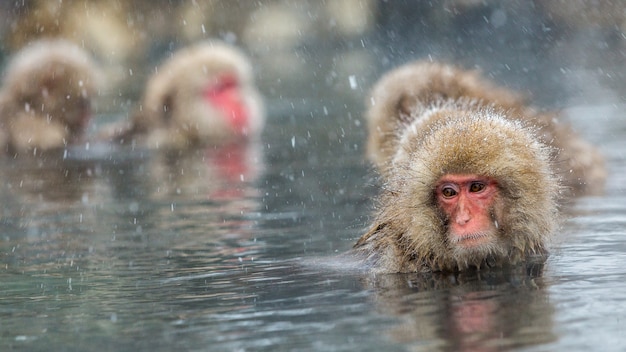 Macacos japoneses da neve em um onsen natural em Jigokudani, Japão