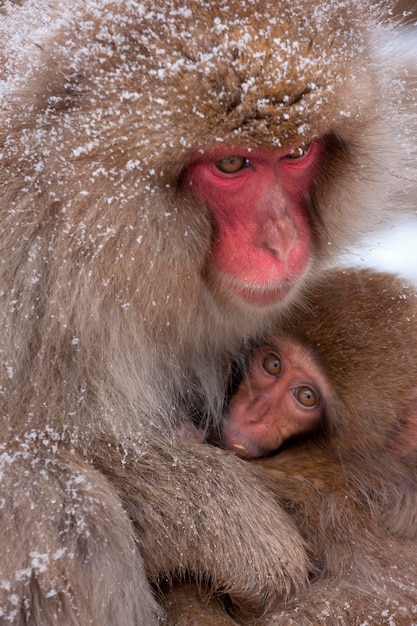 Macacos japoneses no frio e neve na ilha de Honshu