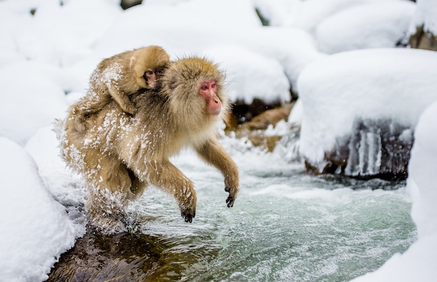 Los macacos japoneses saltan a través de un pequeño río. Japón. Nagano. Parque de los monos Jigokudani.